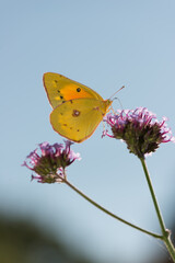 butterfly and flower on a blue sky