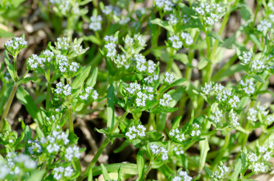 Valerianella locusta, la M&acirc;che (&eacute;galement appel&eacute;e blanchette, boursette, clairette, raiponce, oreillette ou oreille-de-li&egrave;vre, val&eacute;rianelle, val&eacute;rianelle cultiv&eacute;e, herbe des chanoines ou rampon)