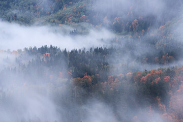 Misty mountain autumn forest covered by morning fog before sunrise in the Washington state. View...