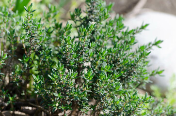 Herbe aromatique, thym (thymus)