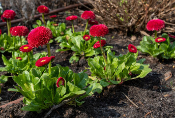 red daisy flowers in a flower bed planted in a row, horizontal.