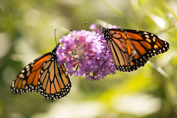two monarch butterflies sharing a Buddleja flower 