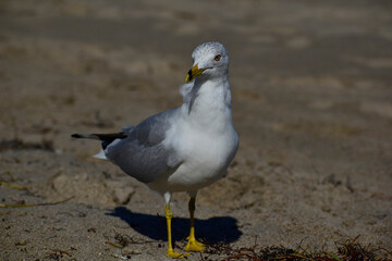 Adult Ring-billed gull standing on the beach in Florida
