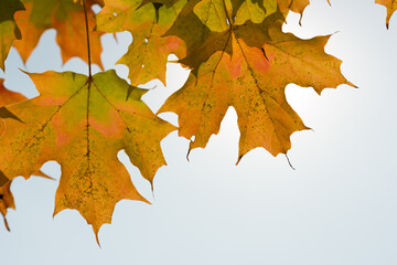 maple leaves on a white background