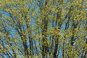 trees with young leaves in spring