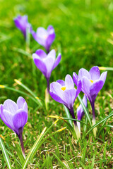 Purple blooming crocuses in a clearing closeup. Beautiful flowers in a flowerbed in the park