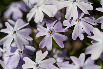 close up of Phlox subulata (creeping phlox)