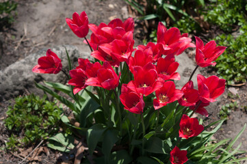 hot pink tulips in the sun
