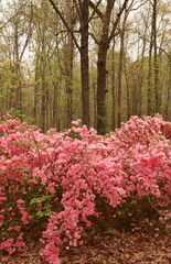 Pink Azaleas in Forest, Nature Beauty