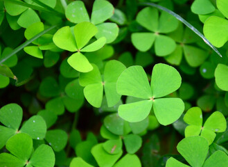 Green Marsilea crenata Presl leaf background with natural pattern