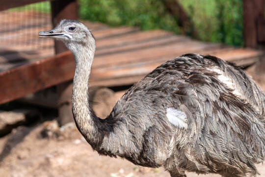 The common rhea or pampas choique (Rhea americana) is a species of bird of the Rheidae family. It is found exclusively in South America. it is also called "ostrich"