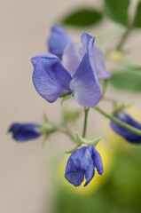 Fototapeta na wymiar blue sweet pea (Lathyrus odoratus) blossoms slightly past their prime