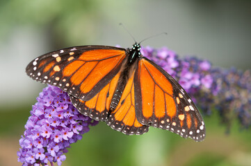 monarch butterfly on purple flower