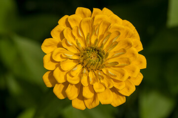 yellow zinnia bloom close up