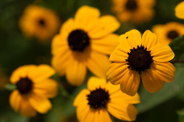 yellow flowers in the sun (rudbeckia)