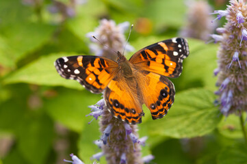 Fototapeta na wymiar painted lady butterfly on flower