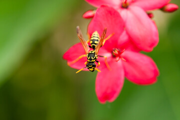 wasp on pink flowers