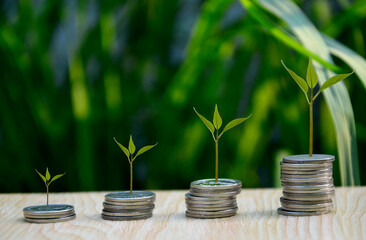 Fototapeta na wymiar green trees growing on coins financial growth banking business