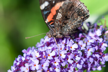 Vanessa atalanta, the red admiral close up