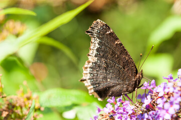 Nymphalis antiopa (mourning cloak, camberwell beauty) on a flower