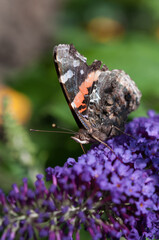 Vanessa atalanta, the red admiral close up