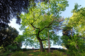 Fototapeta premium The Garden of Plants in the 5th arrondissement of Paris city