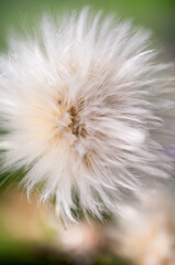 seed head (or abstract fuzzy background)