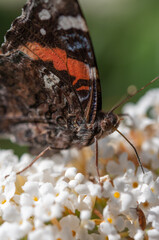 Vanessa atalanta, the red admiral close up
