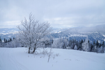 Fototapeta na wymiar Growing fir trees in the winter Carpathian mountains. 