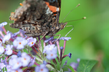 Vanessa atalanta, the red admiral close up