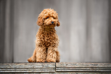 beautiful poodle puppy sitting on wooden terrace - obrazy, fototapety, plakaty