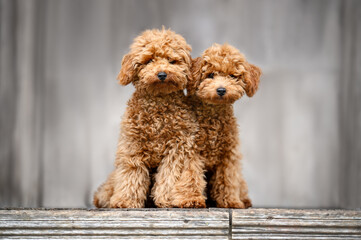 two cute poodle puppies posing together on wooden terrace