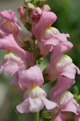 pink snapdragons close up