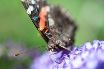 Vanessa atalanta, the red admiral close up