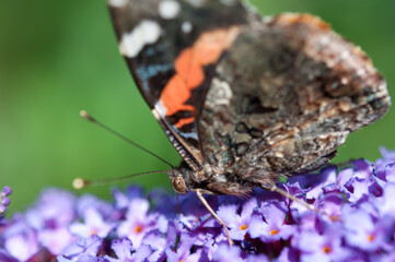 Vanessa atalanta, the red admiral close up
