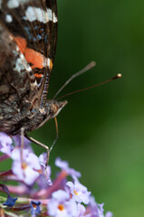 Vanessa atalanta, the red admiral close up