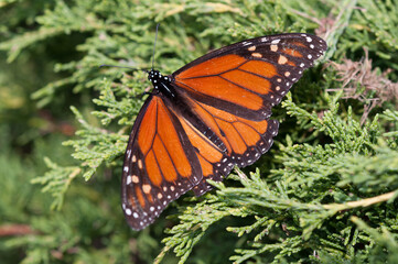 monarch butterfly resting on evergreen shrub