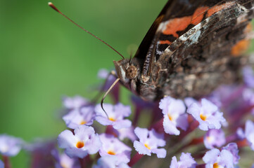 Vanessa atalanta, the red admiral close up