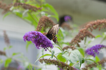 black swallowtail in a garden