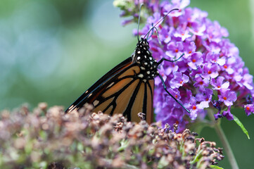 monarch butterfly on flower