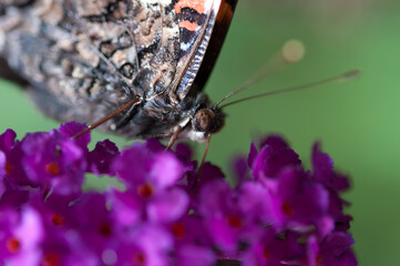 Vanessa atalanta, the red admiral close up