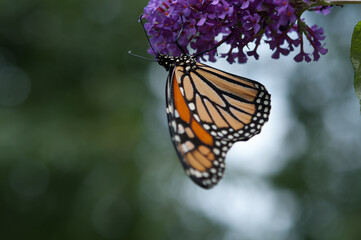 monarch butterfly on purple flower