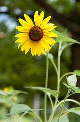 sunflower in the garden