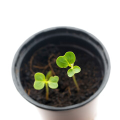 Top view macro shot of radish sprouts in plastic pot