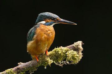 kingfisher on branch