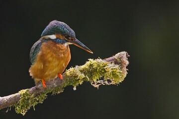 kingfisher on branch