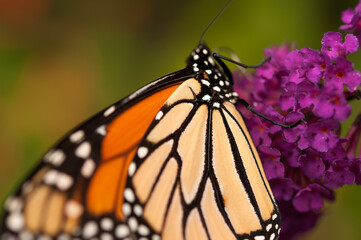 monarch butterfly on a Buddleia davidii flower