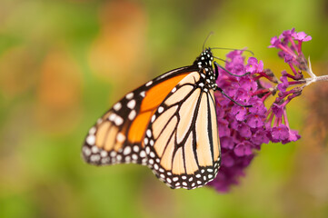 monarch butterfly and Buddleia davidii on a bokeh background