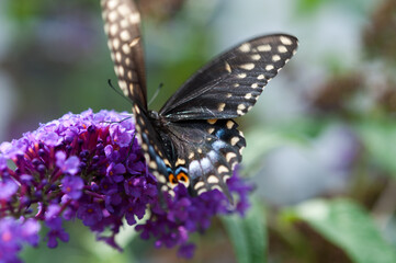 butterfly with some movement on a purple flower
