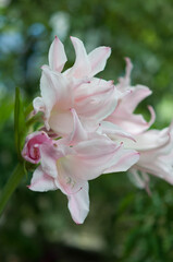 Fototapeta premium white-pink Amaryllis flowers on a green background